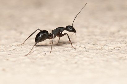 Carpenter Ant Isolated on White Background