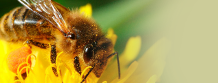Bee Bee