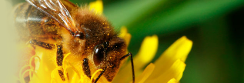 Bee Bee