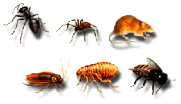 Bugs and Rodents